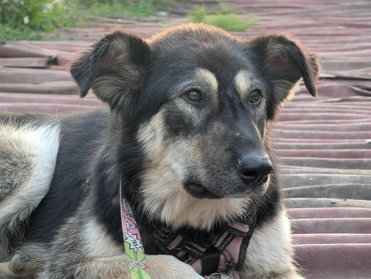 Ricotta, schwarz female 3yo Mixed Breed for adoption at Ein Herz für Streuner e.V., München