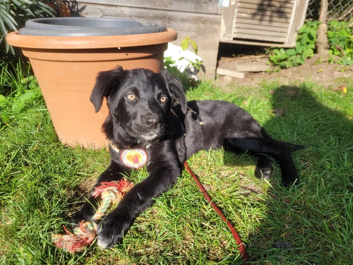 Rieke, weiss female puppy Mixed Breed for adoption at Ein Herz für Streuner e.V., München