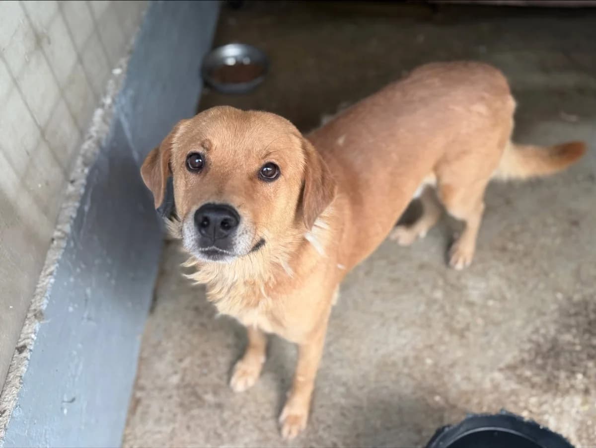 Rigatoni, gold male 3yo Mixed Breed for adoption at Ein Herz für Streuner e.V., München