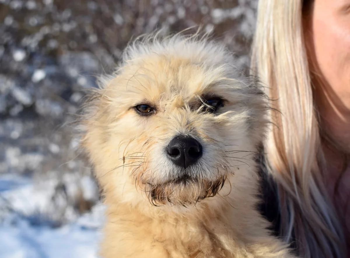 Rigobert, beige male puppy Mixed Breed for adoption at Ein Herz für Streuner e.V., München