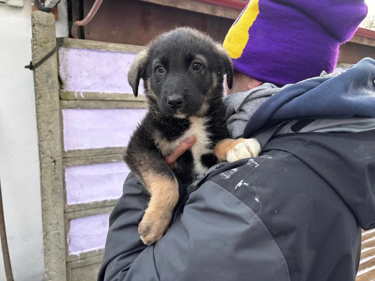 Rike, female puppy Mixed Breed for adoption at Ein Herz für Streuner e.V., München