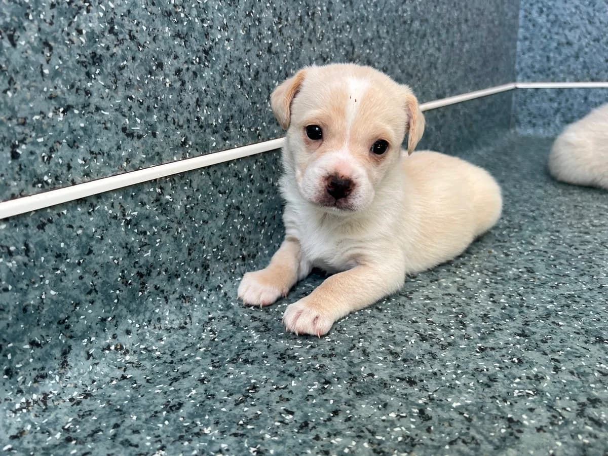 Rike, female puppy Mixed Breed for adoption at Ein Herz für Streuner e.V., München