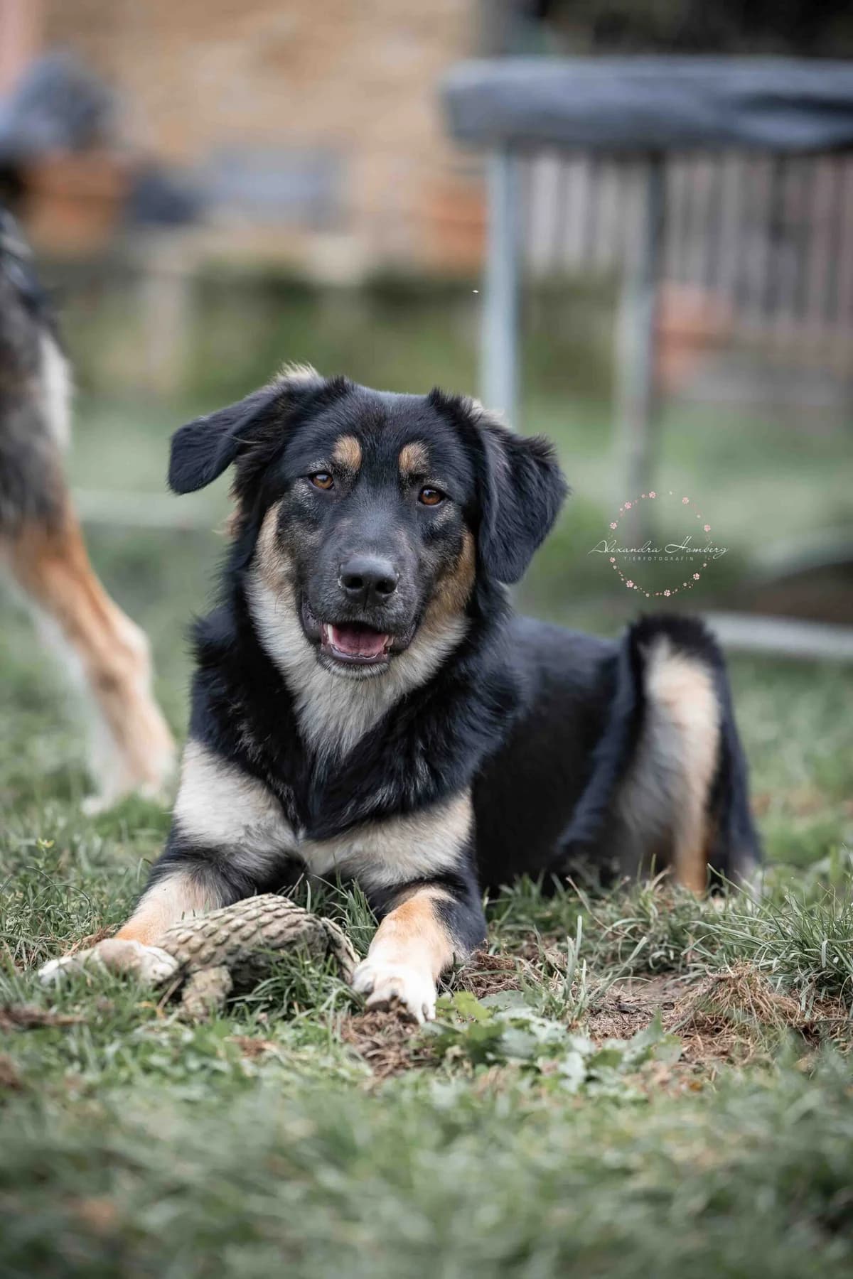 Riley, male 5yo Mixed Breed for adoption at Ein Herz für Streuner e.V., München