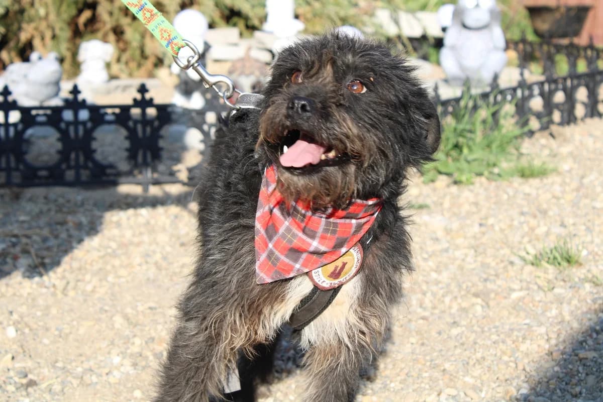 Rimini, female 5yo Mixed Breed for adoption at Ein Herz für Streuner e.V., München