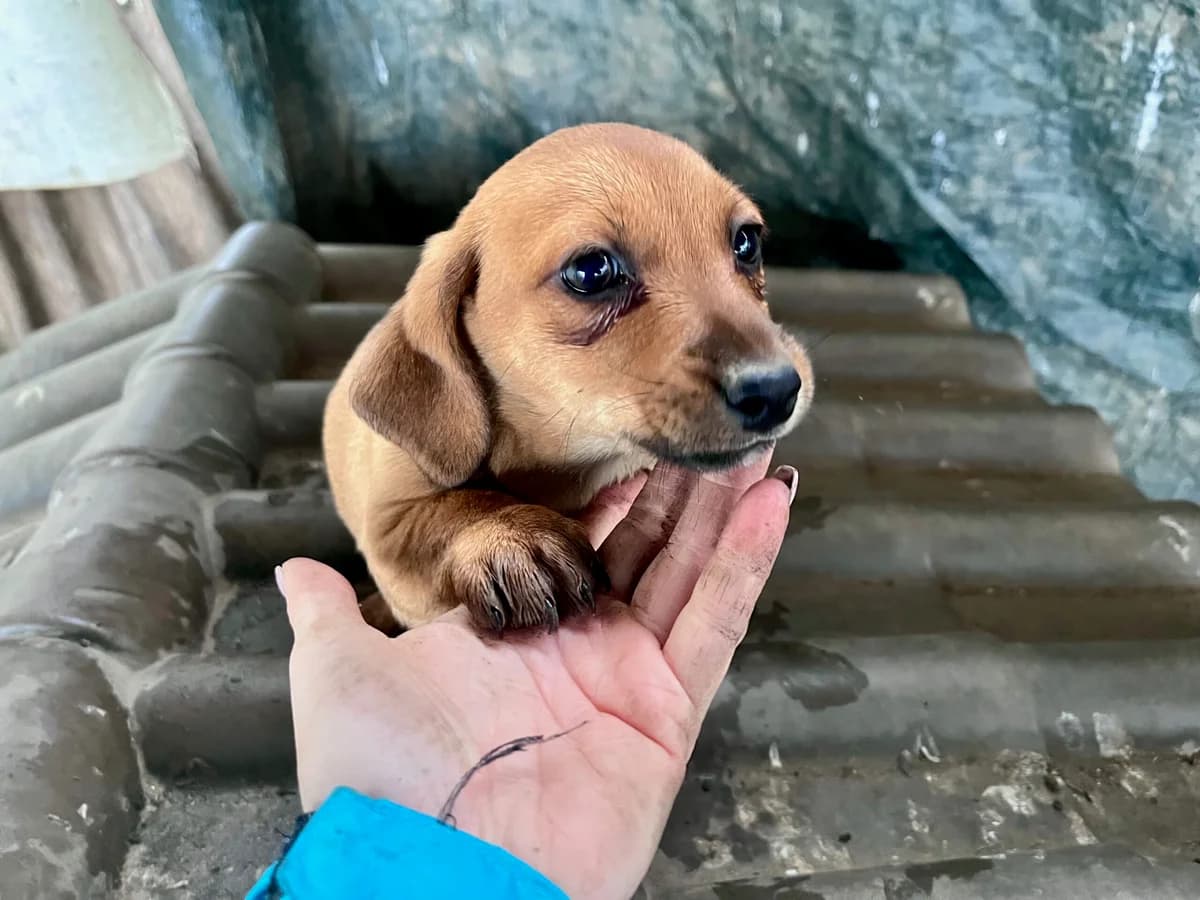 Rina, female puppy Mixed Breed for adoption at Ein Herz für Streuner e.V., München