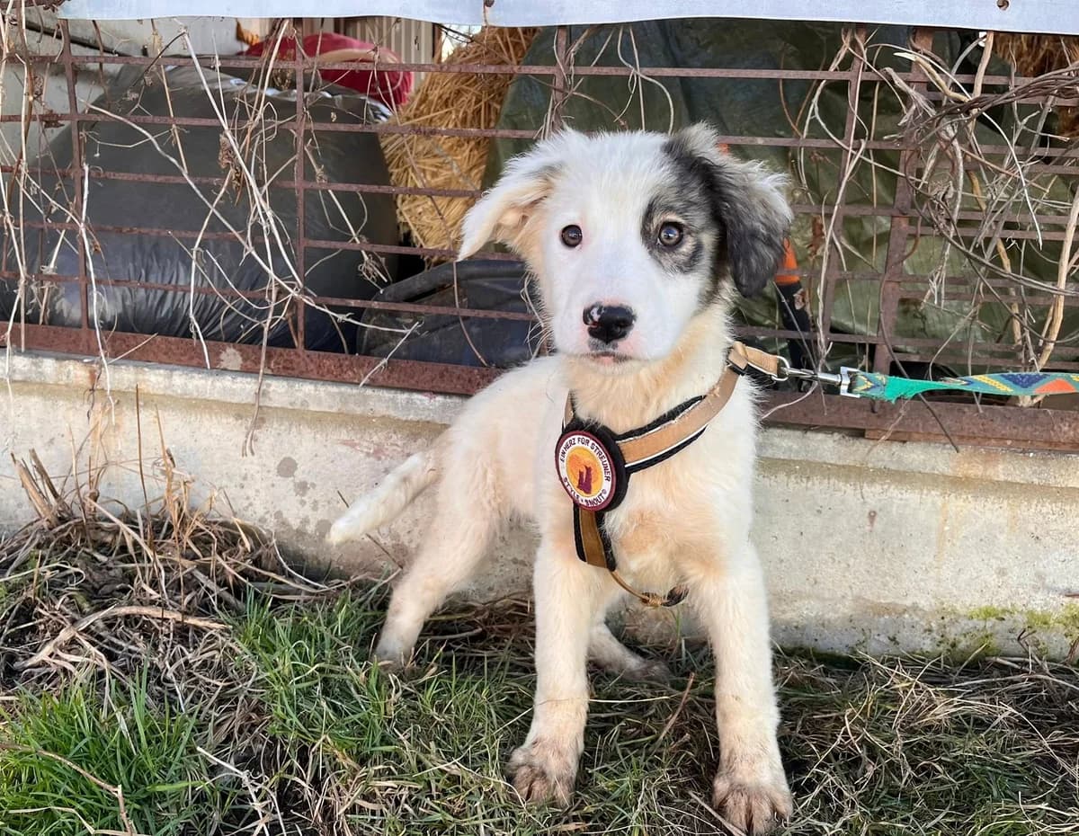 Rina, female puppy Mixed Breed for adoption at Ein Herz für Streuner e.V., München