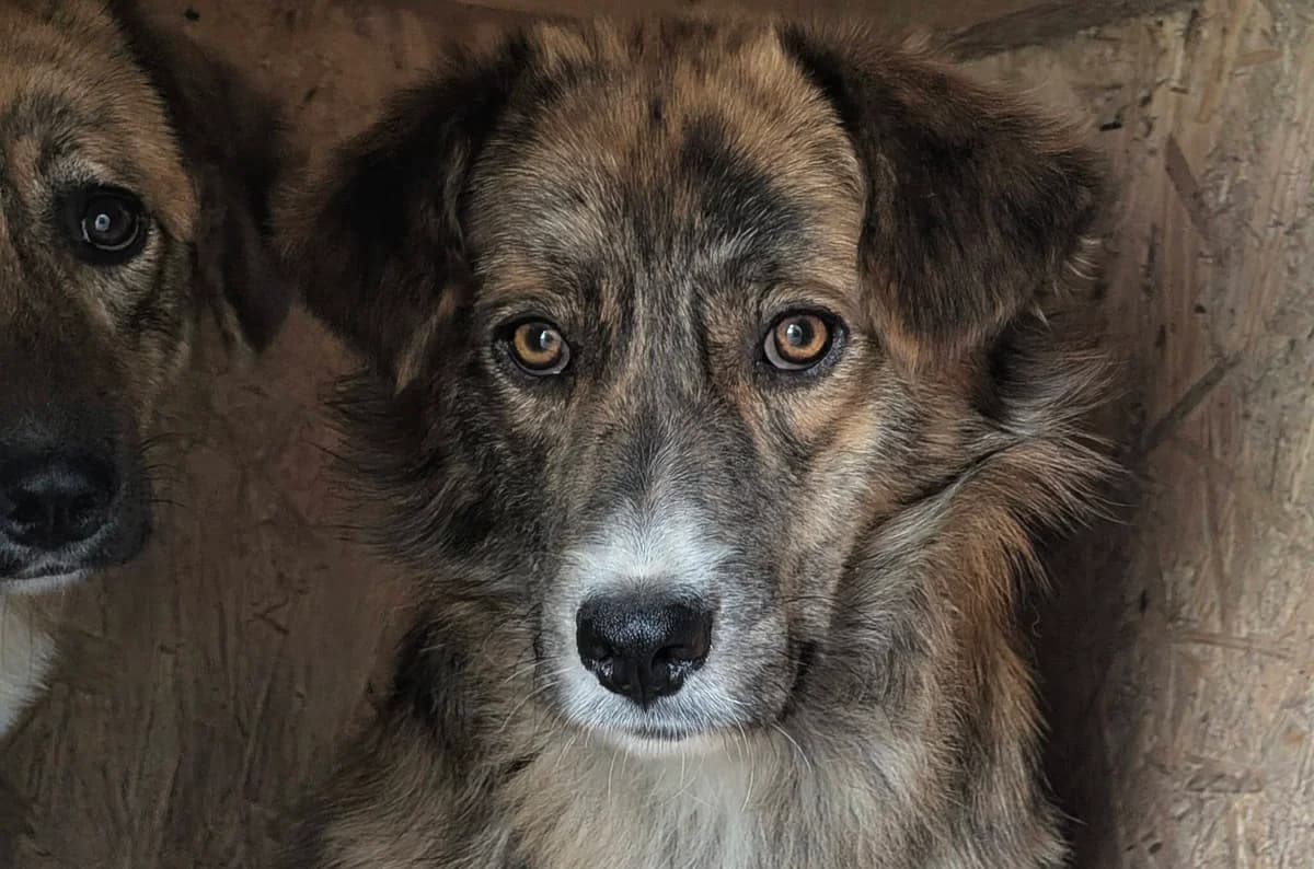 Ringo, braun male young Mixed Breed for adoption at Ein Herz für Streuner e.V., München