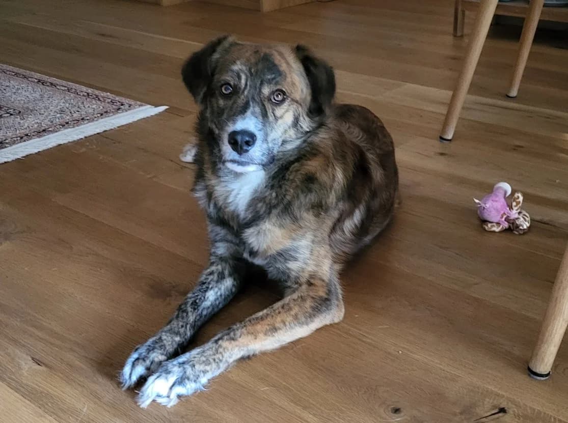 Ringo, braun male young Mixed Breed for adoption at Ein Herz für Streuner e.V., München
