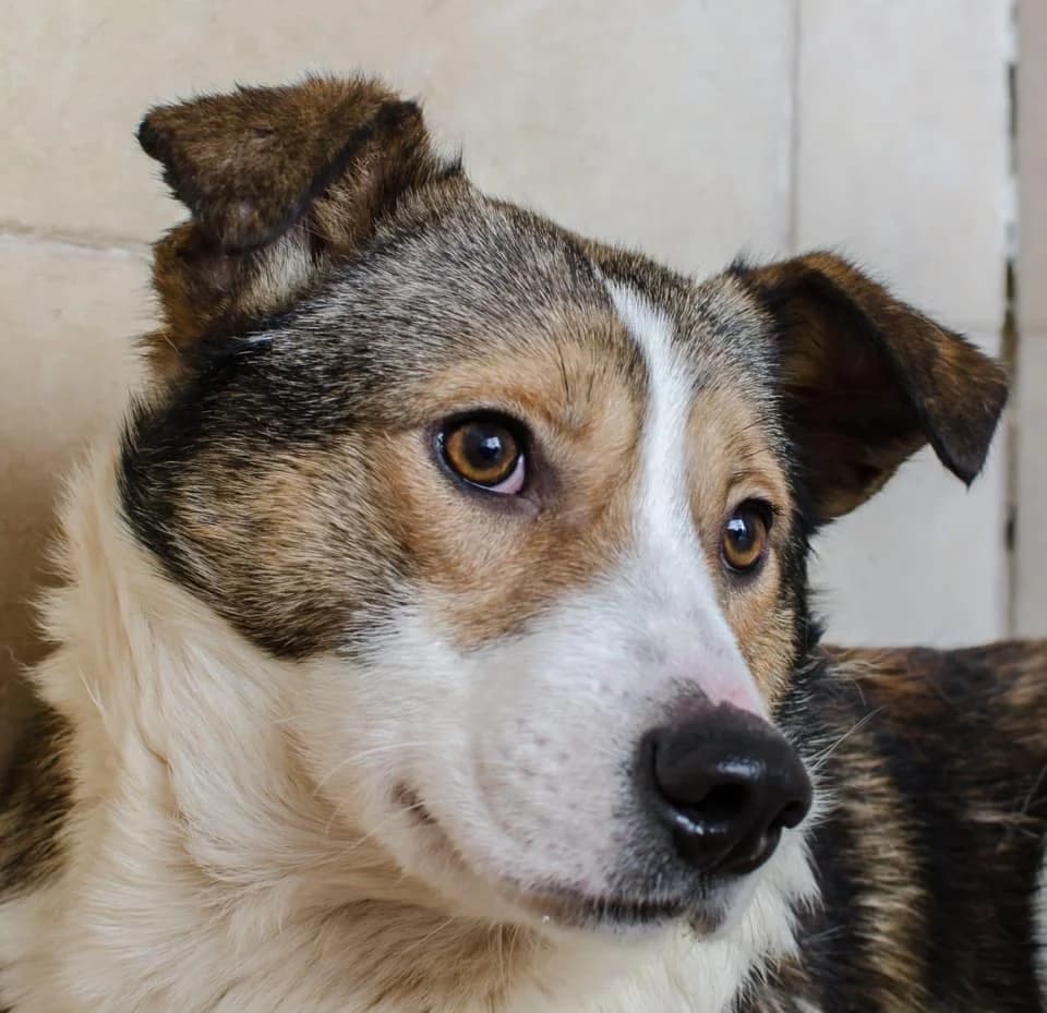 Ringo, male senior Mixed Breed for adoption at Ein Herz für Streuner e.V., München