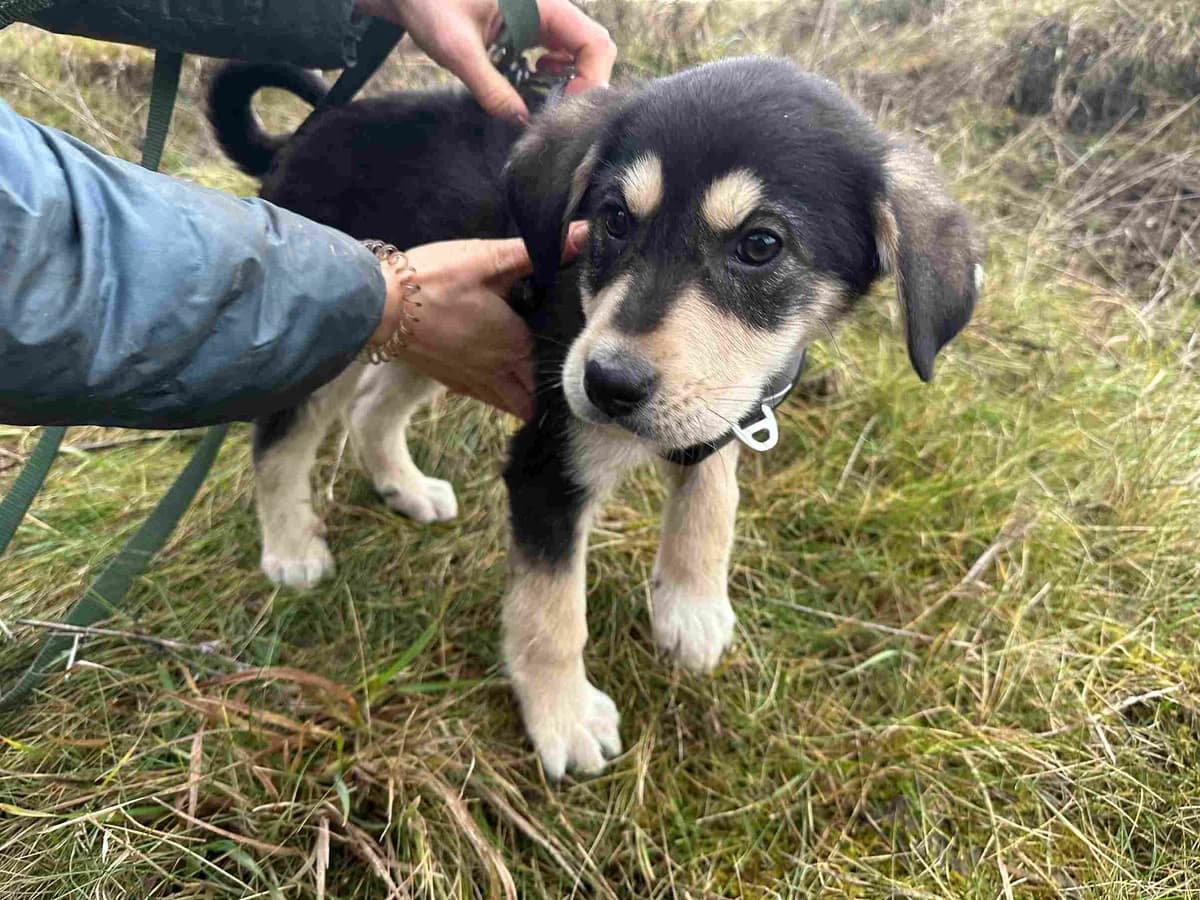 Rio, male puppy Mixed Breed for adoption at Ein Herz für Streuner e.V., München