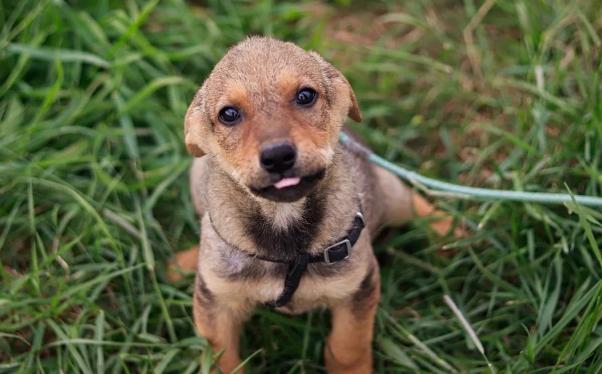 Rio, hellbraun male puppy Mixed Breed for adoption at Ein Herz für Streuner e.V., München