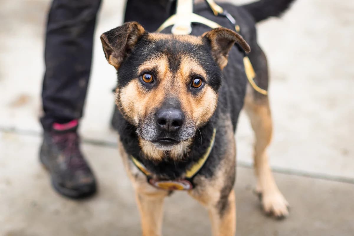 Rio, schwarz male 4yo Mixed Breed for adoption at Ein Herz für Streuner e.V., München
