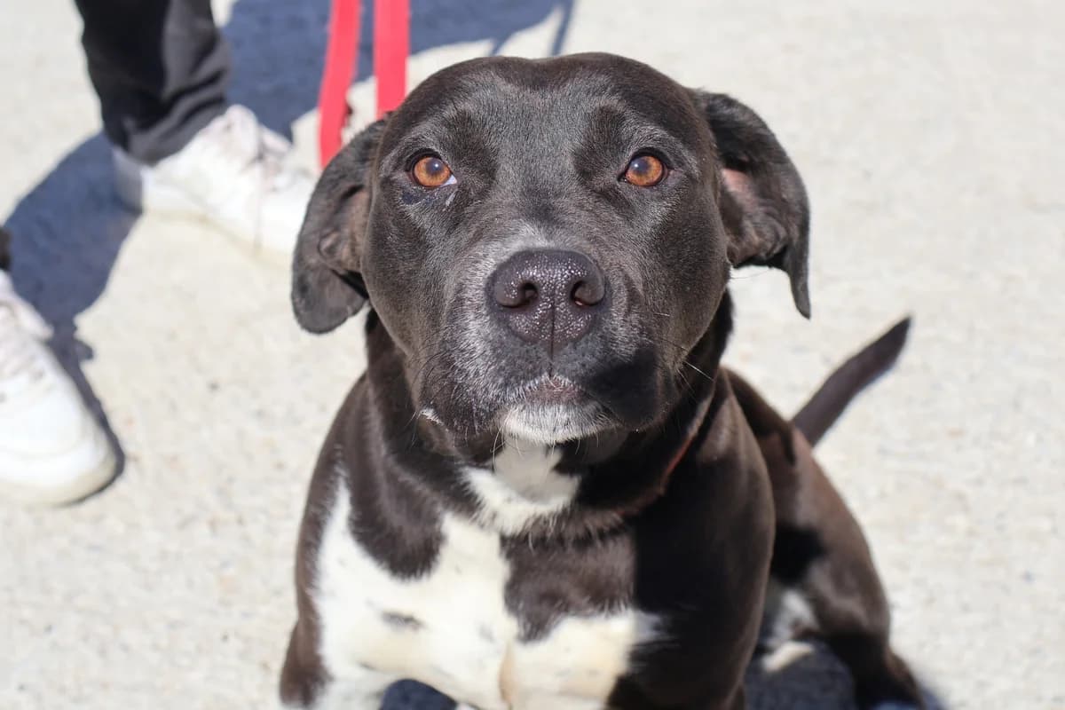 Rita, weiß female young Mixed Breed for adoption at Ein Herz für Streuner e.V., München