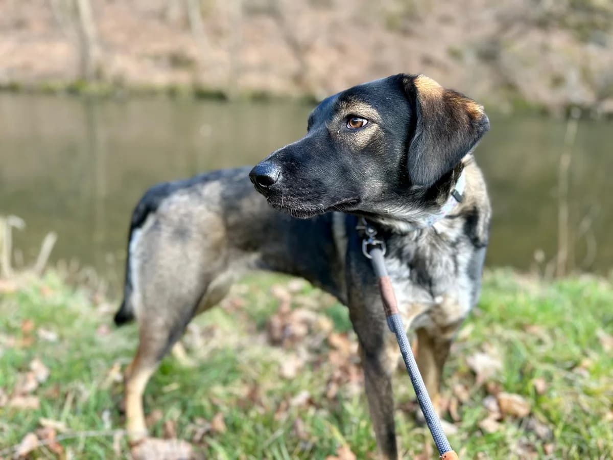 Riva, female 5yo Mixed Breed for adoption at Ein Herz für Streuner e.V., München