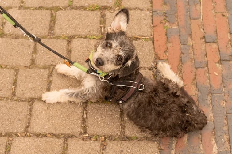 Robbe, grau male puppy Mixed Breed for adoption at Ein Herz für Streuner e.V., München
