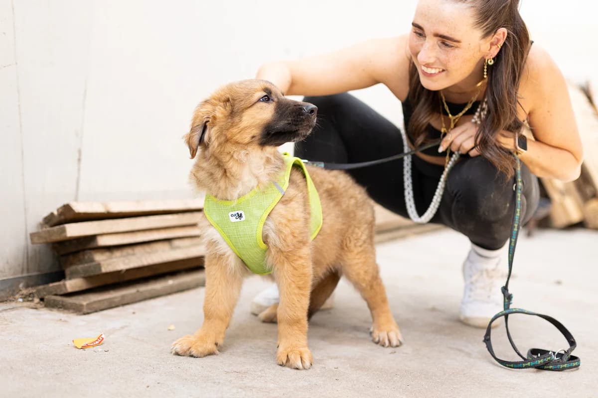 Robbi, male puppy Mixed Breed for adoption at Ein Herz für Streuner e.V., München