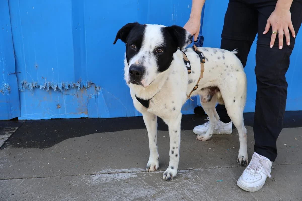 Robbi, weiß male 4yo Mixed Breed for adoption at Ein Herz für Streuner e.V., München