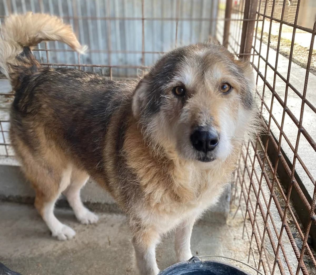 Robby, male 7yo Mixed Breed for adoption at Ein Herz für Streuner e.V., München