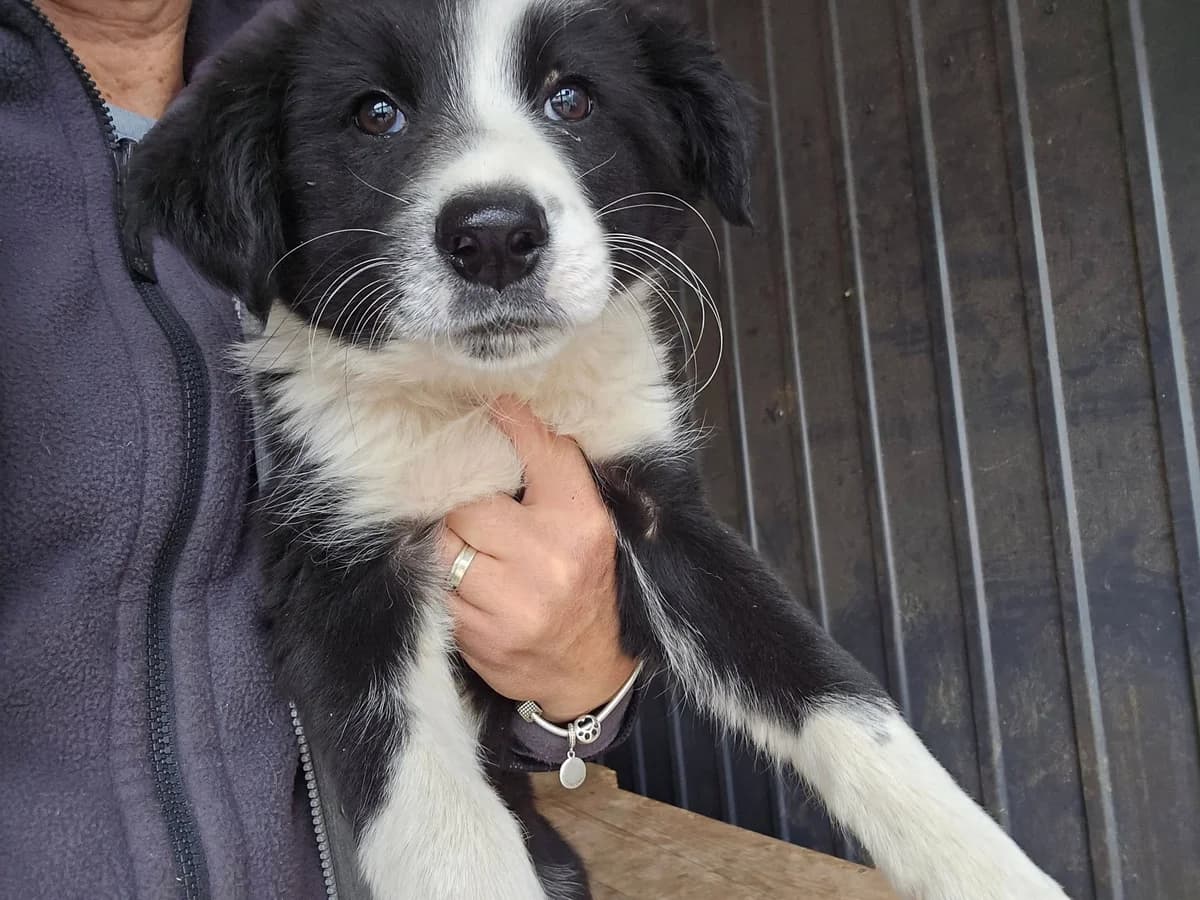 Robby, schwarz young Mixed Breed for adoption at Ein Herz für Streuner e.V., München
