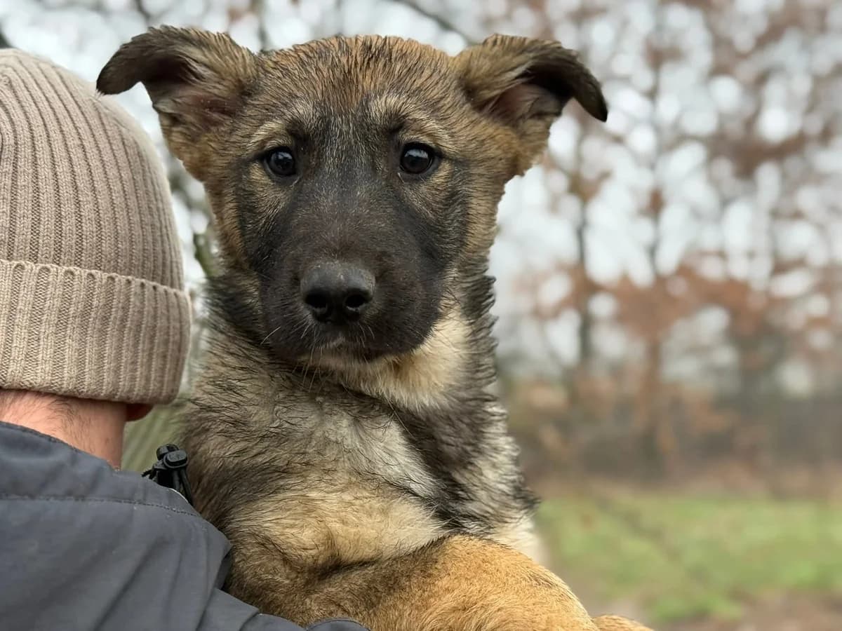 Roberto, braun male puppy Mixed Breed for adoption at Ein Herz für Streuner e.V., München