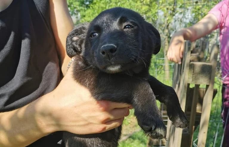 Robin, weiß male puppy Mixed Breed for adoption at Ein Herz für Streuner e.V., München