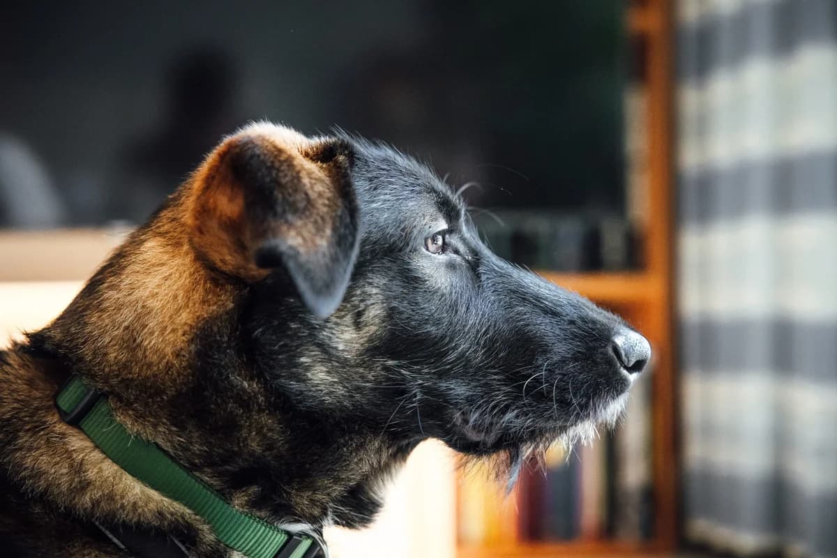 Robin, braun male puppy Mixed Breed for adoption at Ein Herz für Streuner e.V., München