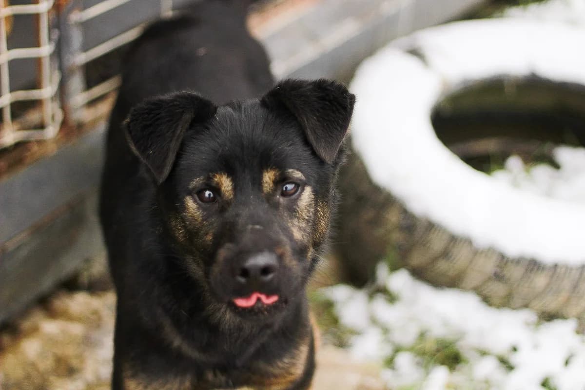 Robin, male young Mixed Breed for adoption at Ein Herz für Streuner e.V., München