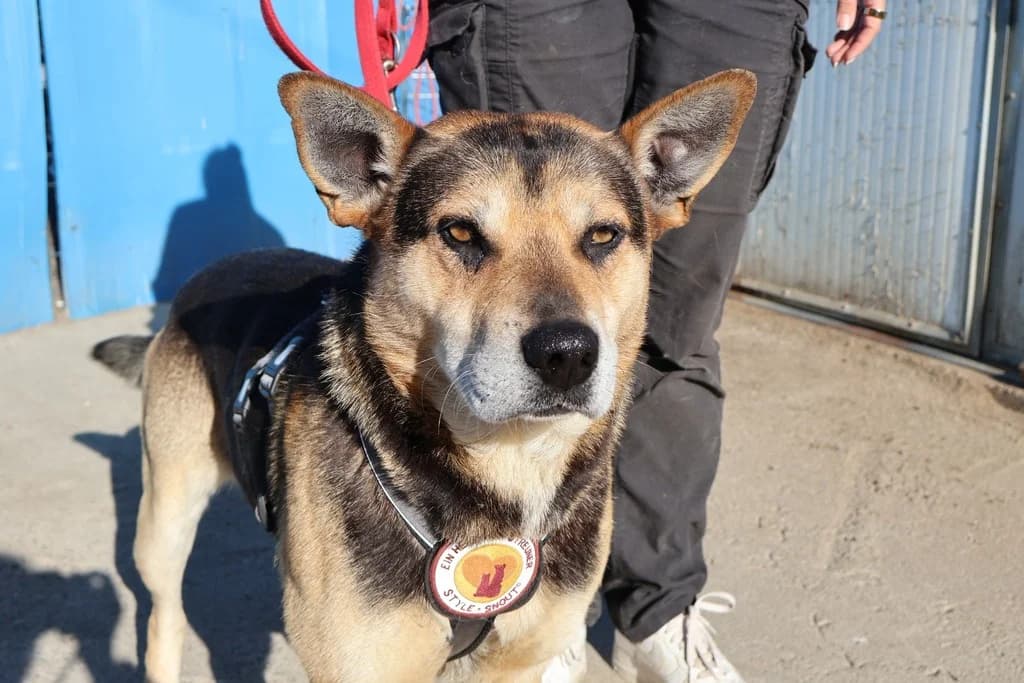 Robin, male 5yo Mixed Breed for adoption at Ein Herz für Streuner e.V., München