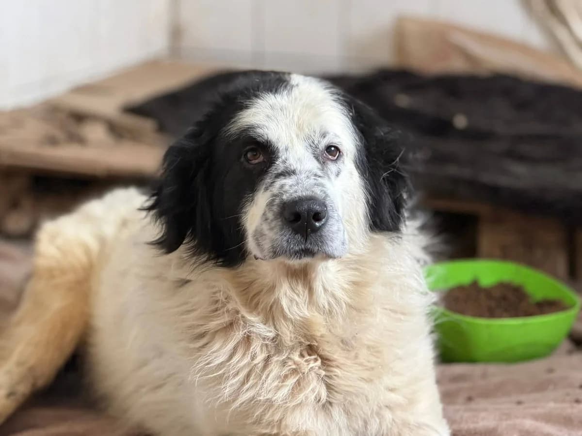 Robinson, weiß male senior Mixed Breed for adoption at Ein Herz für Streuner e.V., München