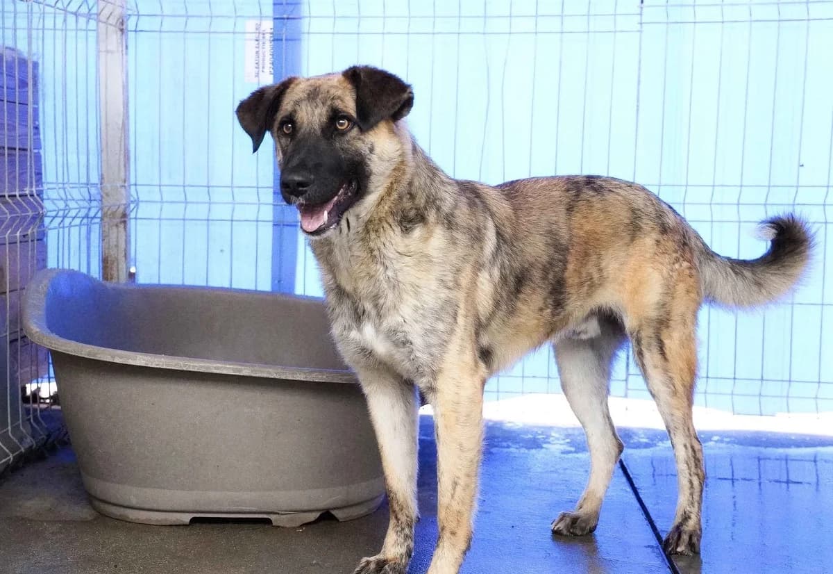 Rocco, hellbraun male 5yo Mixed Breed for adoption at Ein Herz für Streuner e.V., München