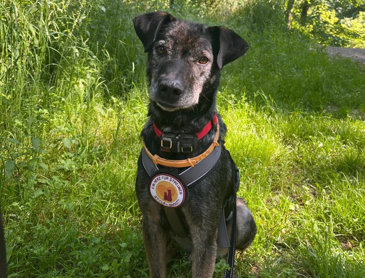 Rocco, male 5yo Mixed Breed for adoption at Ein Herz für Streuner e.V., München