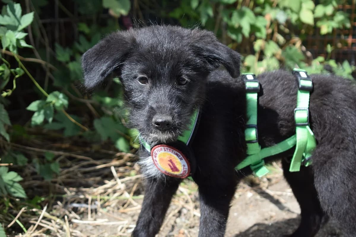 Rockabilly, young Mixed Breed for adoption at Ein Herz für Streuner e.V., München