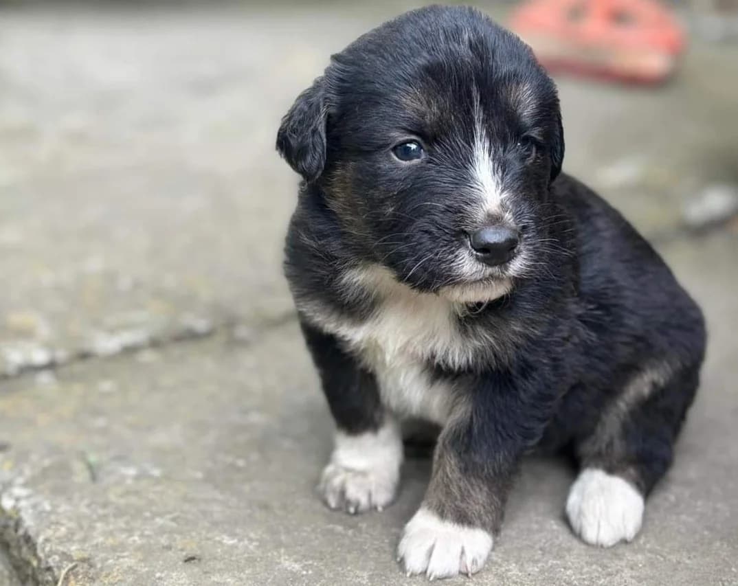 Rocket, schwarz male puppy Mixed Breed for adoption at Ein Herz für Streuner e.V., München