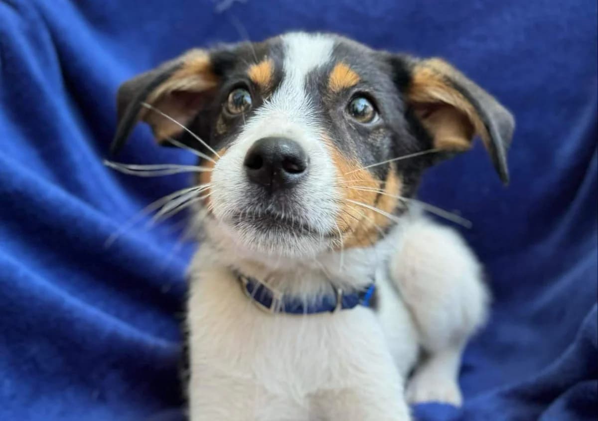 Rocket Racoon, puppy Mixed Breed for adoption at Ein Herz für Streuner e.V., München