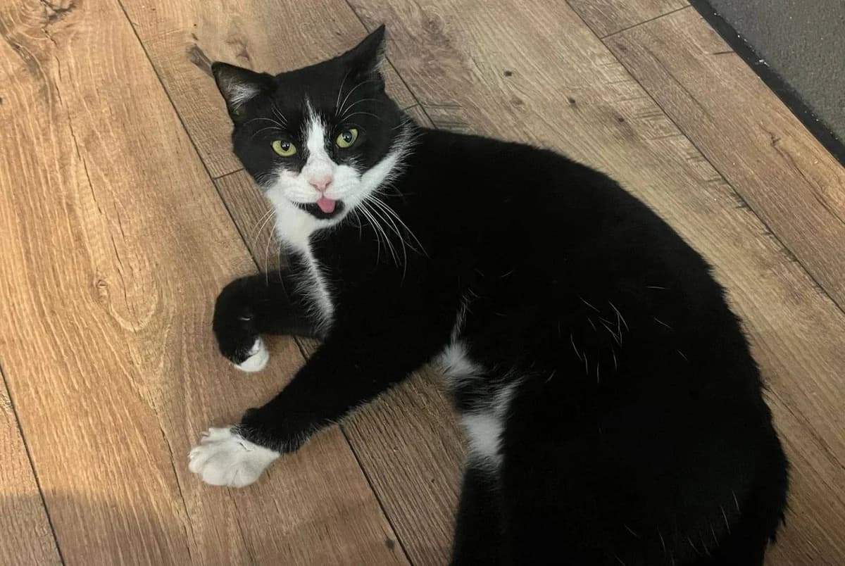 Rocko, male Mixed Breed for adoption at Ein Herz für Streuner e.V.