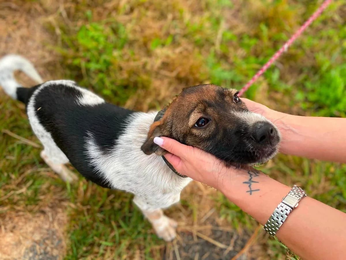 Rocko, male puppy Mixed Breed for adoption at Ein Herz für Streuner e.V., München