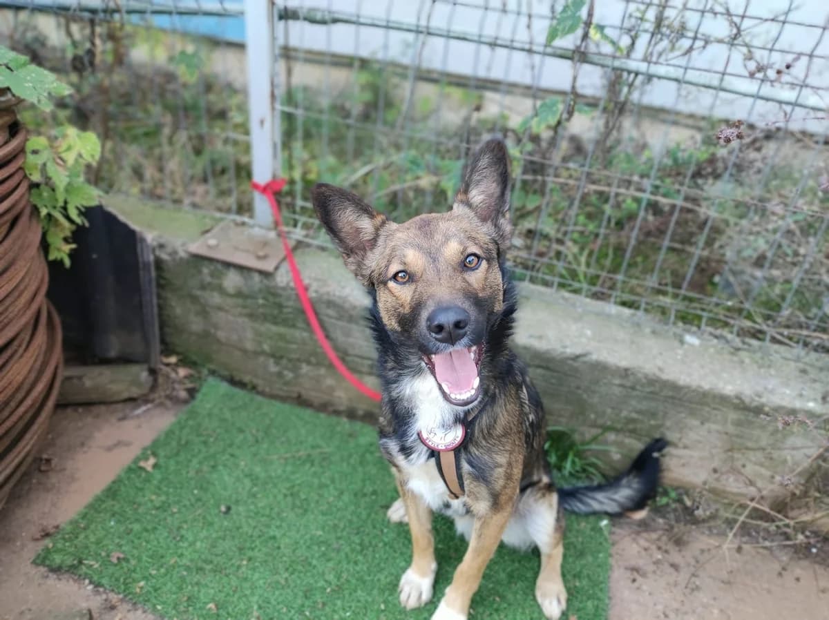Rocky, braun male 5yo Mixed Breed for adoption at Ein Herz für Streuner e.V., München