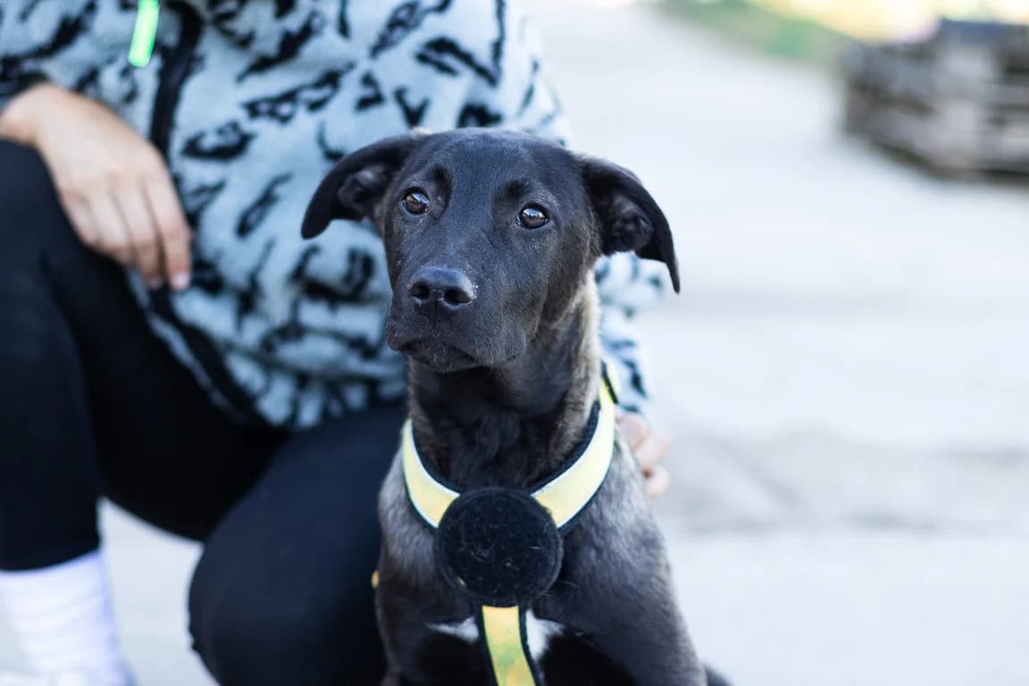 Rocky, male puppy Mixed Breed for adoption at Ein Herz für Streuner e.V., München