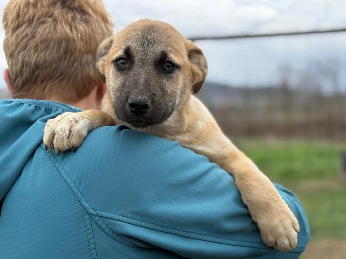 Rocky, weiß male puppy Mixed Breed for adoption at Ein Herz für Streuner e.V., München