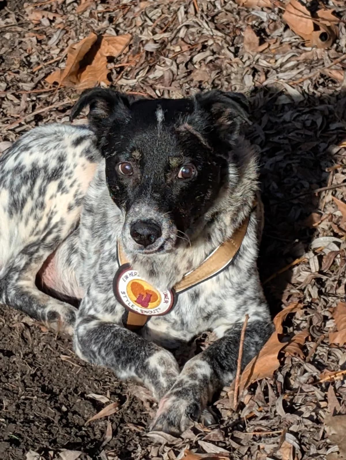 Rocky, male senior Mixed Breed for adoption at Ein Herz für Streuner e.V., München
