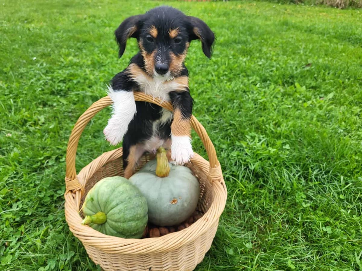 Rockyto, tricolor male puppy Mixed Breed for adoption at Ein Herz für Streuner e.V., München