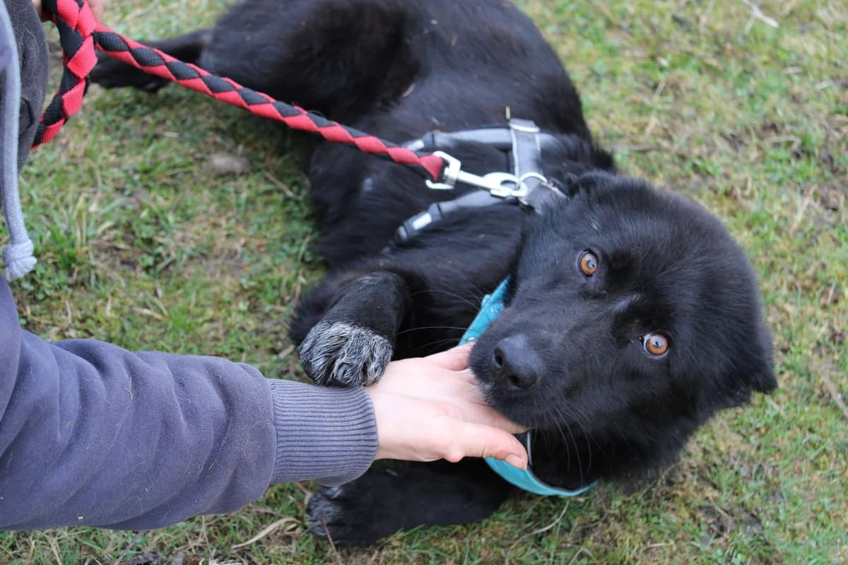 Roddie, male young Mixed Breed for adoption at Ein Herz für Streuner e.V., München
