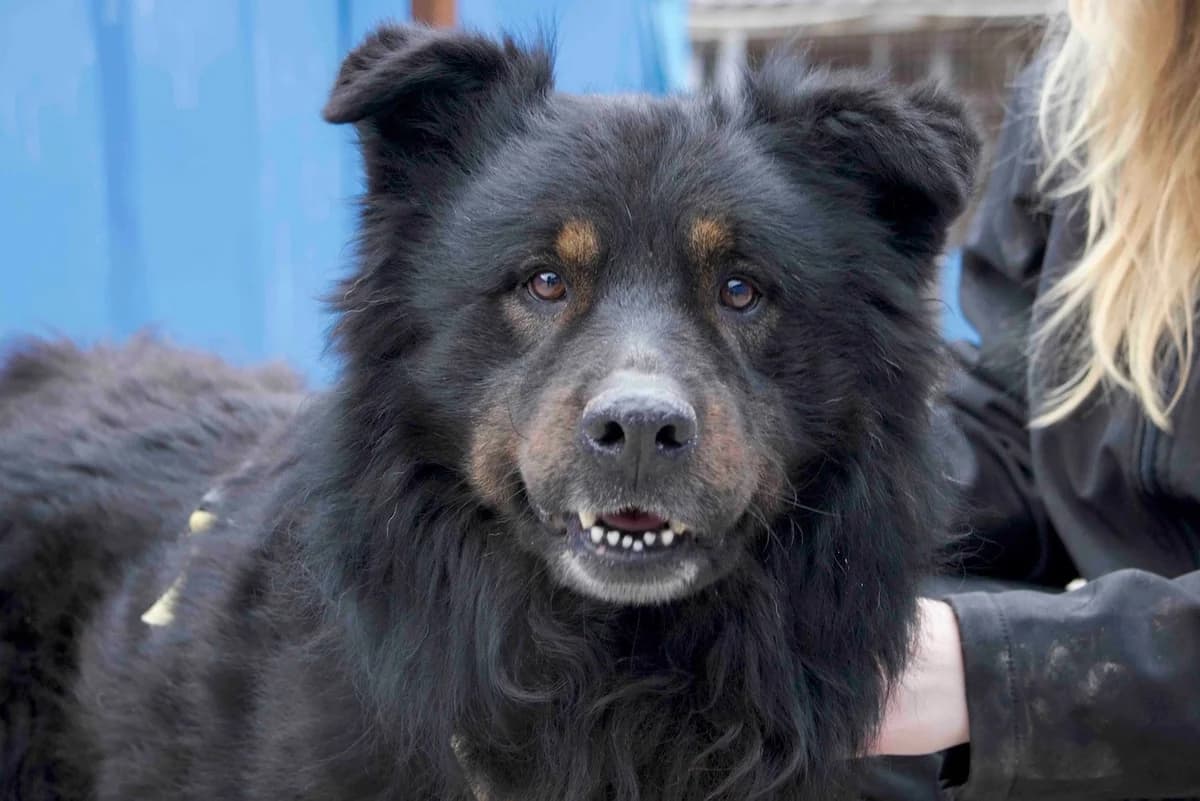 Rodney, male 5yo Mixed Breed for adoption at Ein Herz für Streuner e.V., München