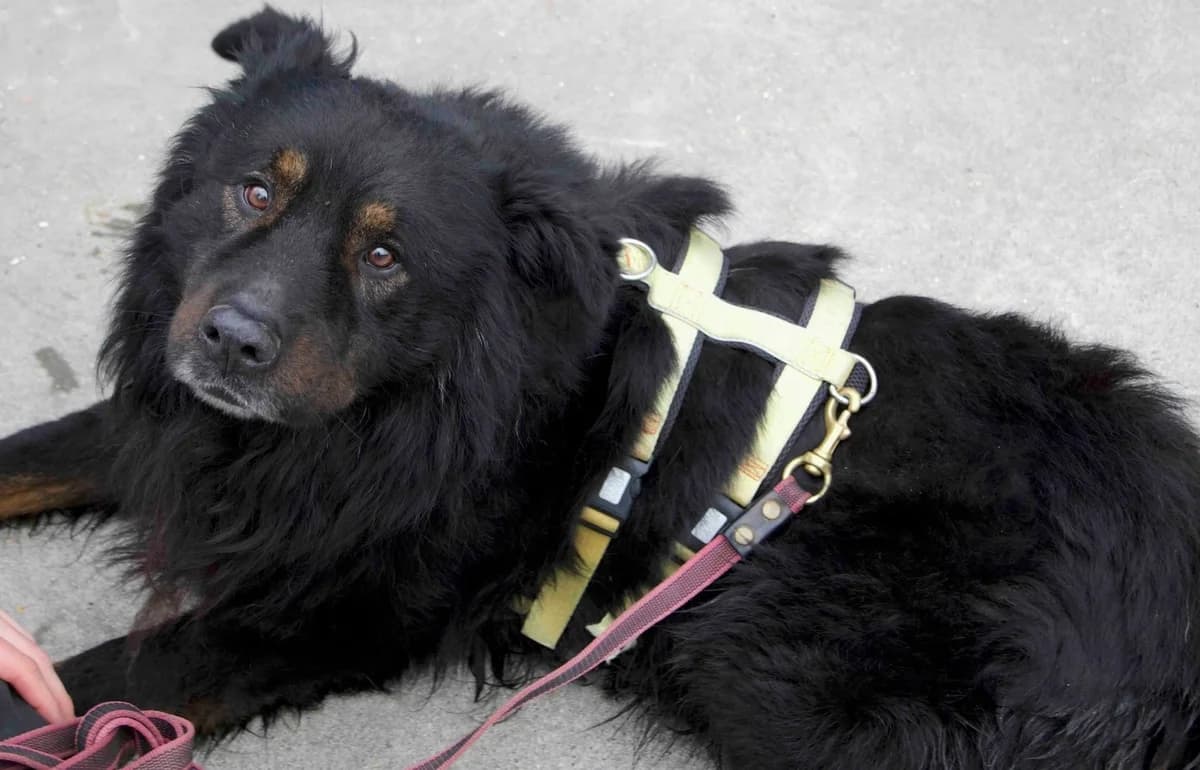 Rodney, male 5yo Mixed Breed for adoption at Ein Herz für Streuner e.V., München
