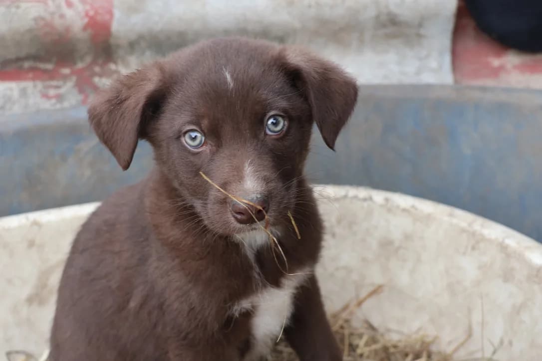 Rodrigoo, braun male puppy Mixed Breed for adoption at Ein Herz für Streuner e.V., München