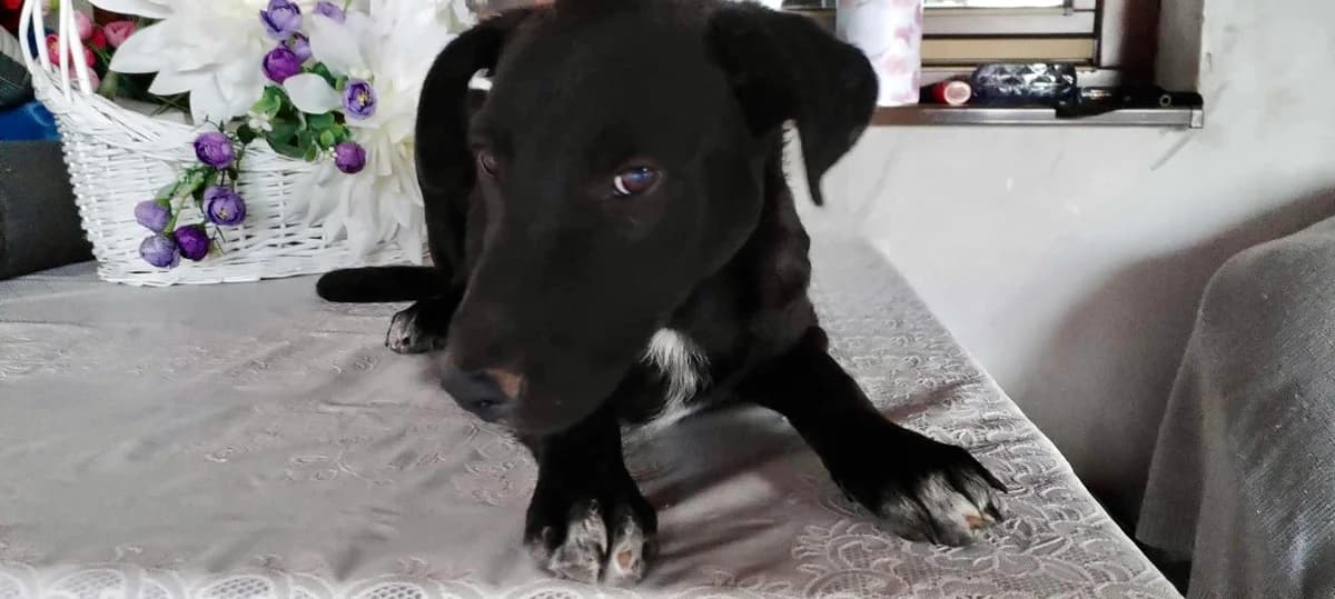 Rokko, weiß male puppy Mixed Breed for adoption at Ein Herz für Streuner e.V., München
