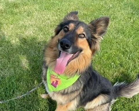 Roky, male 5yo Mixed Breed for adoption at Ein Herz für Streuner e.V., München