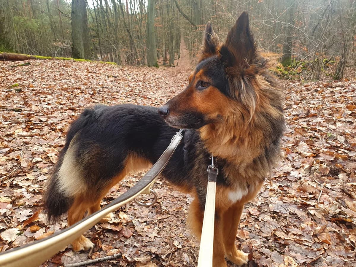 Roky, male 5yo Mixed Breed for adoption at Ein Herz für Streuner e.V., München