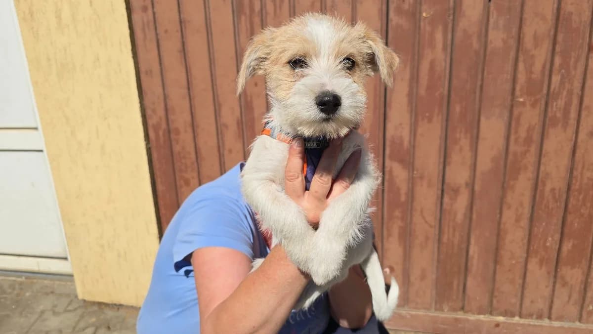 Rolf, young Mixed Breed for adoption at Ein Herz für Streuner e.V., München