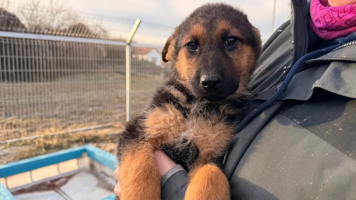 Rolfi, male puppy Mixed Breed for adoption at Ein Herz für Streuner e.V., München